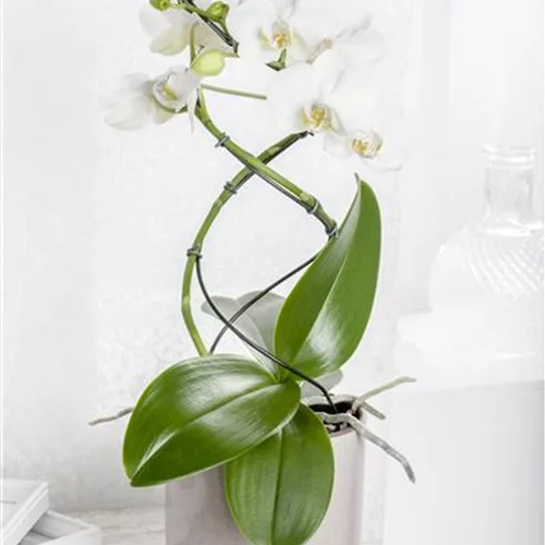 Orchideenstäbe