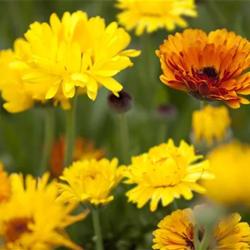 Blumen direkt aussäen