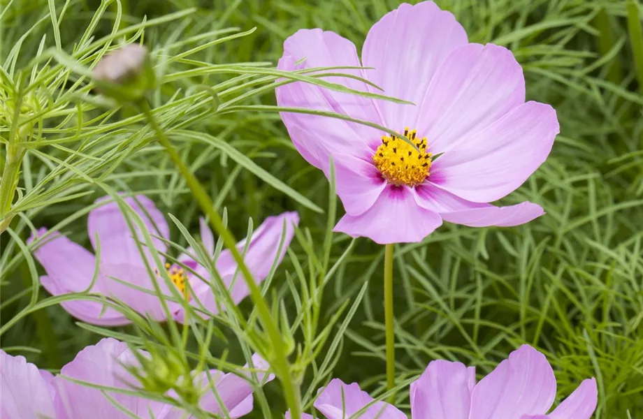 Die Top 8 der Sommerblumen