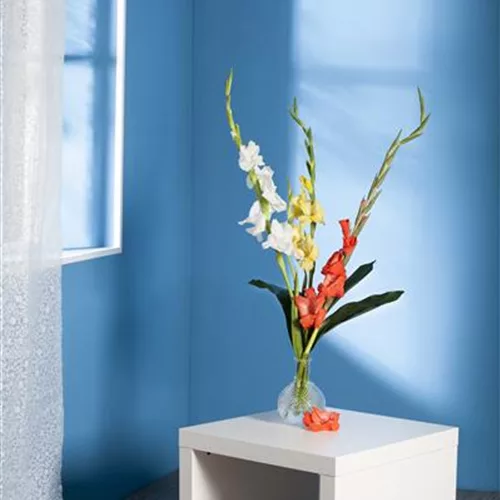 Gladiolen für die Vase