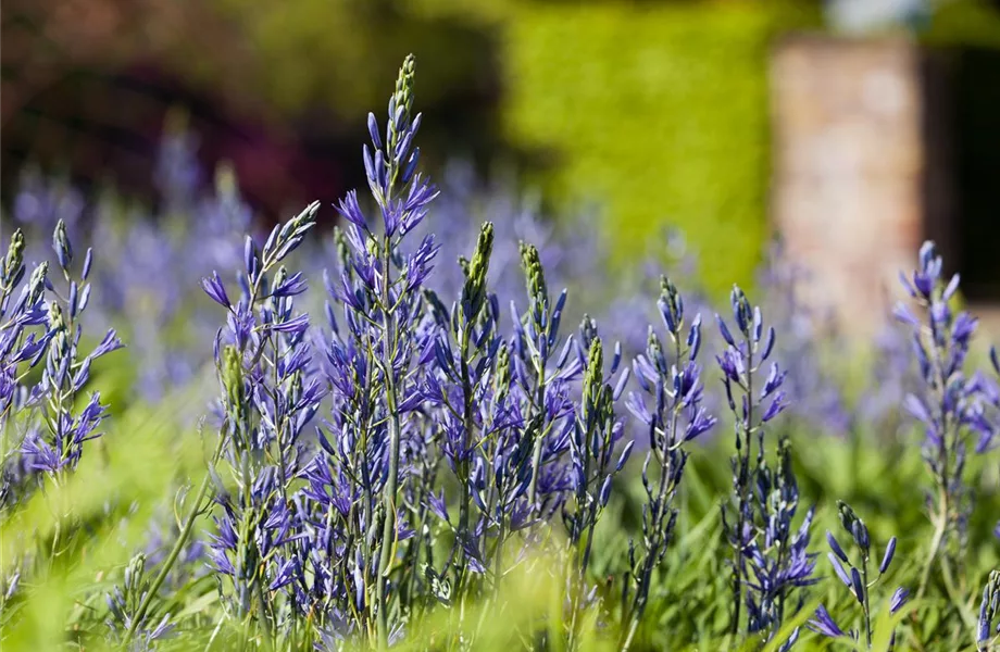 Der Landhausgarten: Unberührte Natur