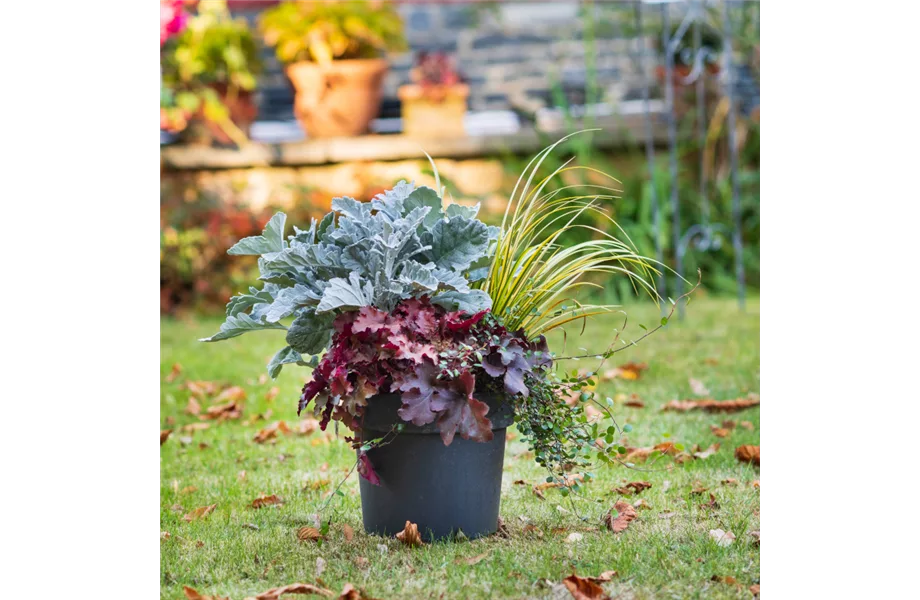 Herbstliche Balkonbepflanzung