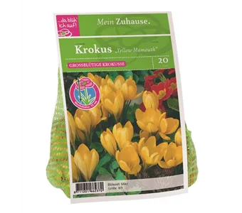 Blumenzwiebel Krokus 'Yellow Mamouth'