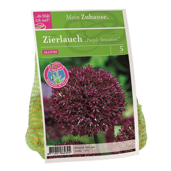 Blumenzwiebel Allium 'Purple Sensation'