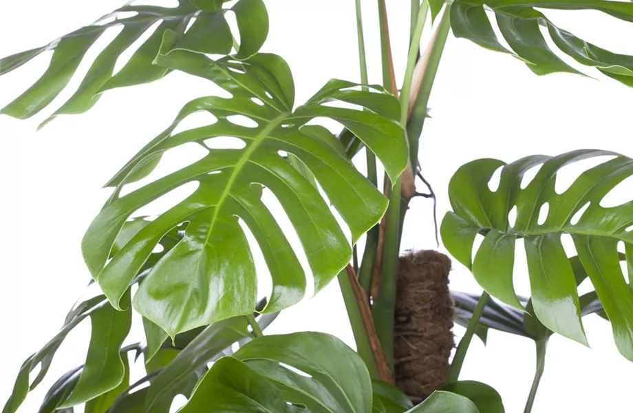 Juli 2019: Monstera